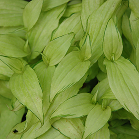 Plant Photo 2