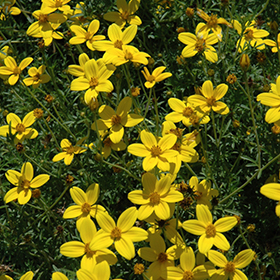 Plant Photo 5