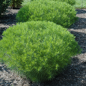 Plant Photo 10