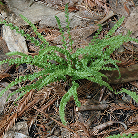 Plant Photo 9