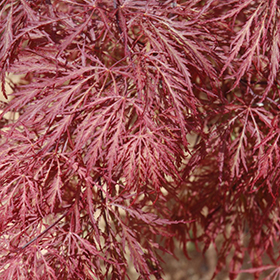 Plant Photo 1