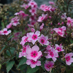 Plant Photo 6