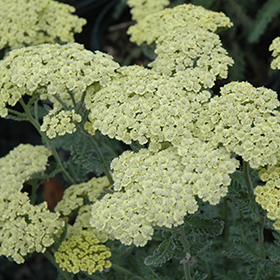 Plant Photo 3