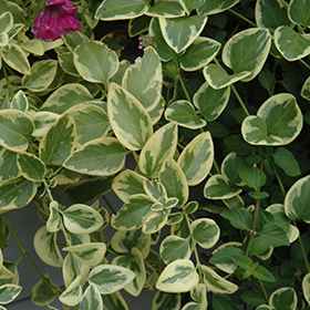 Plant Photo 9