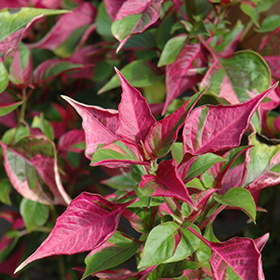 Plant Photo 3