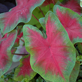 Plant Photo 9
