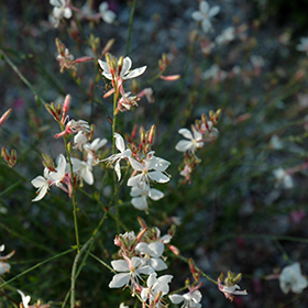 Plant Photo 10