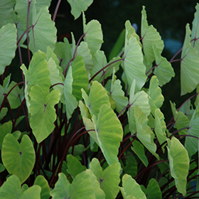 Plant Photo 5