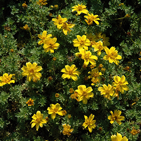 Plant Photo 4