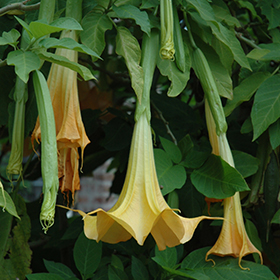 Plant Photo 7