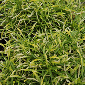 Plant Photo 8