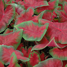 Plant Photo 7