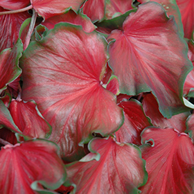 Plant Photo 6
