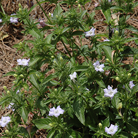 Plant Photo 8