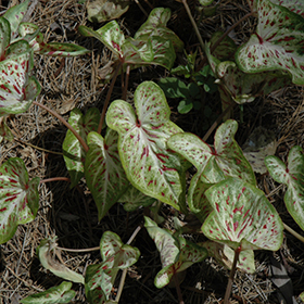 Plant Photo 8