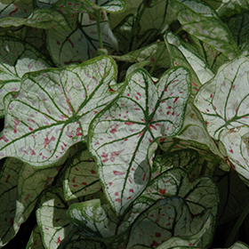 Plant Photo 1