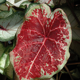 Plant Photo 5