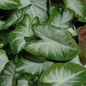 Plant Photo 8