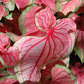 Plant Photo 6