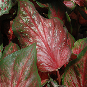 Plant Photo 3
