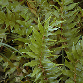Plant Photo 6