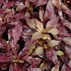 Plant Photo 6