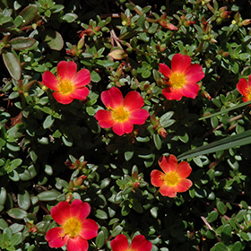 Plant Photo 4