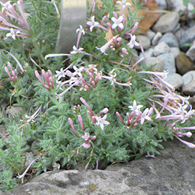 Plant Photo 9