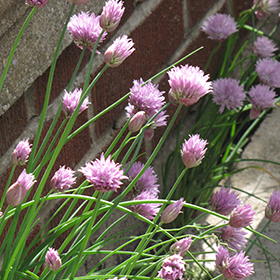 Plant Photo 1