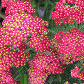 Plant Photo 8