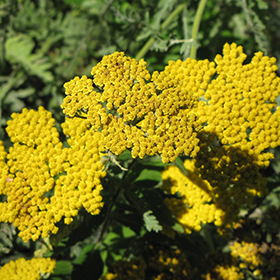 Plant Photo 4