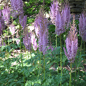 Plant Photo 8