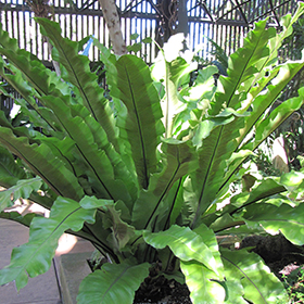 Plant Photo 1