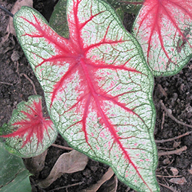 Plant Photo 7