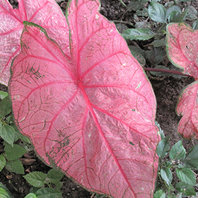 Plant Photo 5