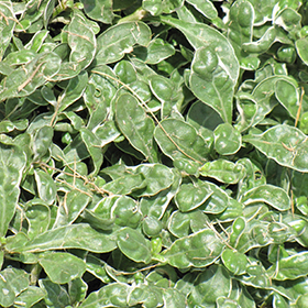 Plant Photo 7