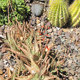 Plant Photo 1