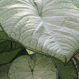 Plant Photo 1