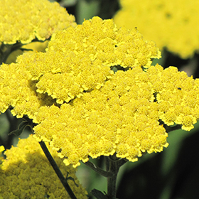 Plant Photo 5