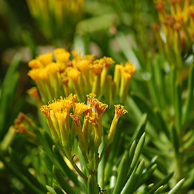 Plant Photo 2