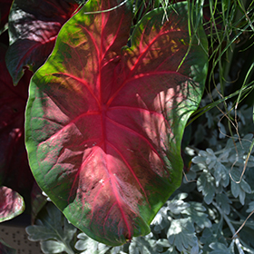 Plant Photo 9
