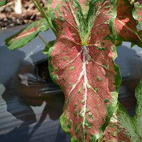 Plant Photo 4