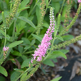 Plant Photo 4