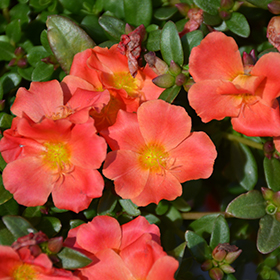 Plant Photo 3