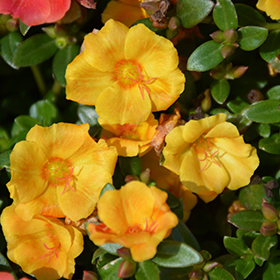 Plant Photo 6