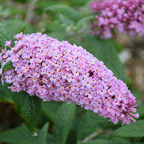 Plant Photo 4