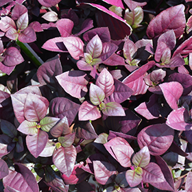 Plant Photo 7
