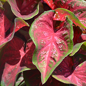 Plant Photo 9