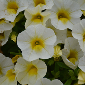 Plant Photo 7