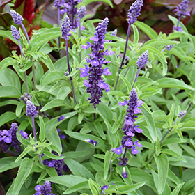 Plant Photo 2